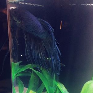 Meet your Posher, Yasmary